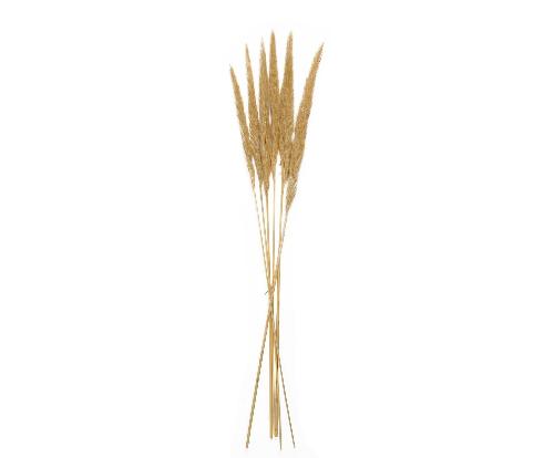 ANDREA HOUSE AX70128 Ramo Flor Phragmitos Cr (6Uds) 75Cm