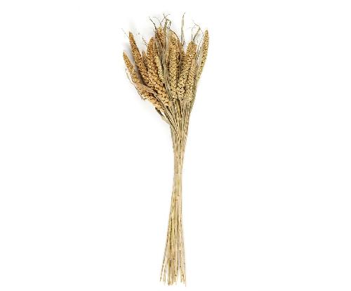 ANDREA HOUSE AX21027 Ramo Flor Seca Natural Setarea 100 Gr.