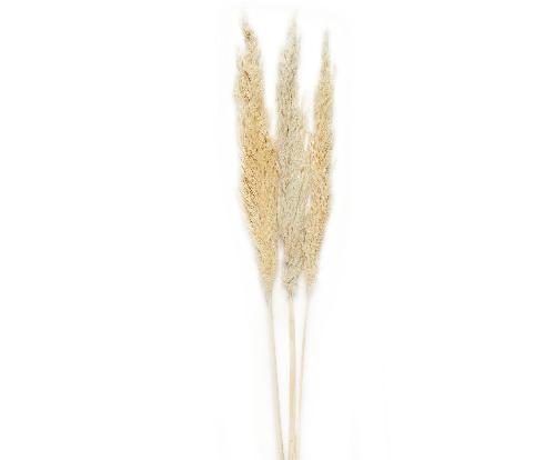 ANDREA HOUSE AX70129 Ramo Flor Pampas Bl (3Ud) 100Cm