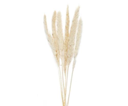 ANDREA HOUSE AX70127 Ramo Flor Phragmitos Bl.(6Uds) 75Cm